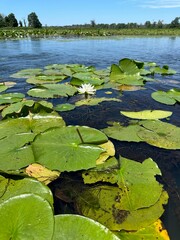 water lily in the pond