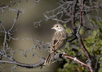Vesper Sparrow