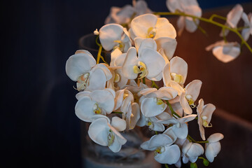 Elegant white artificial orchid branch isolated on black background. Decorative floral element for...