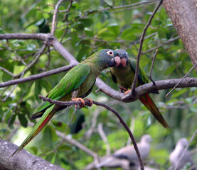 red and green parrots perched in a treetop