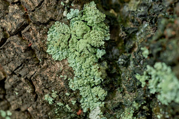 Lichen Growing on Tree Bark in a Shaded Forest Area During a Summer Afternoon