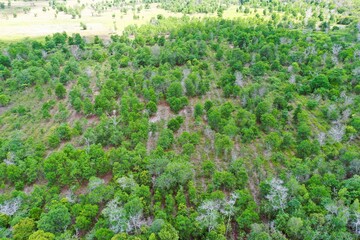 Naklejka premium Plant path in the rehabilitation area of heathland forest ecosystem type, as seen from the air.