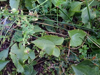 Green plant leaves background, top view. Nature spring concept. Nature background