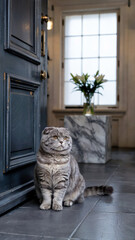 A plump calm gray Scottish Fold cat sits by the front door waiting for its owner, concept of attachment