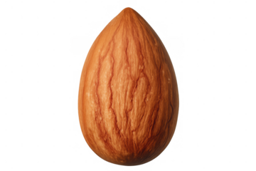 Close-up of a single almond seed, showcasing its texture and shape against a transparent background