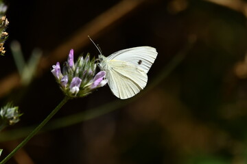MARIPOSA