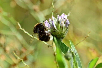 ABEJORRO EN UNA FLOR