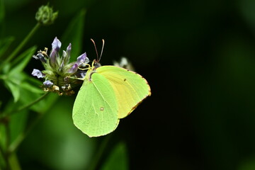 MARIPOSA