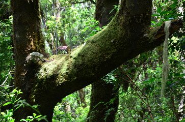 PAISAJE DEL INTERIOR DE UN BOSQUE