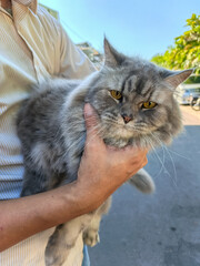A striking long-haired grey cat with bright yellow eyes is gently held by a person, with a blurry outdoor background.