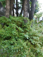 Close-up of Pilea microphylla (Artillery Plant) as ground cover for bonsai trees.