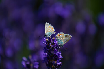 A Captivating Shot of Two Silver-Studded Blue Butterflies Resting on a Lavender Flower Spike in a Field of Purple Lavender with a Blurred Background