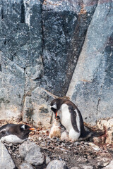Close-up of nesting Gentoo Penguin -Pygoscelis papua- with their chicks at Cierva Cove colony, on the Antarctic peninsula