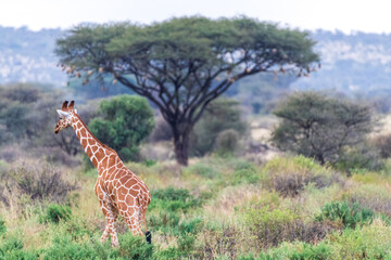 Close-up of Reticulated Giraffe - Giraffa camelopardialis reticulata- grazing in the Samburu...