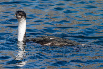 Close-up of an Antarctic Shag -Leucocarbo bransfieldensis- swimming at sea near Mikkelsen Harbour, Trinity Island, on the Antarctic Peninsula