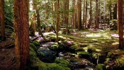 mossy forest