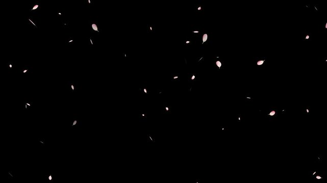 cherry blossom petal filing on transparent background. Pink cherry petals flying. Japanese cherry blossom and petals isolated motion 4k stock video.