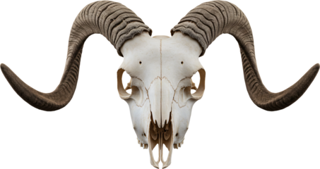 Detailed Skull of a Ram with Intricate Horns.