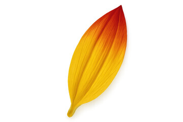 Vibrant red-to-yellow petal gradient revealing intricate surface details, floating against clean transparent backdrop, capturing botanical delicacy