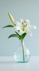 A single white lily in a clear glass vase