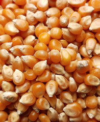 Close up of popcorn maize. Type of flint corn unique in its ability to pop. Full frame of group of yellow pop corn maize.