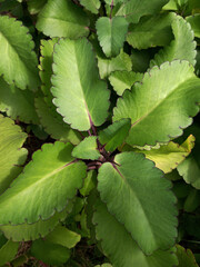 New fresh Life plant at backyard garden. Healthy Miracle plant in good condition.