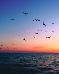 Obraz premium Evening Seascape with Birds Soaring at Sunset and Orange Light Reflections