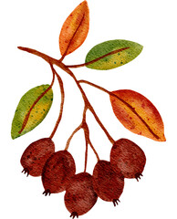 Watercolor Autumn Berries with Leaves