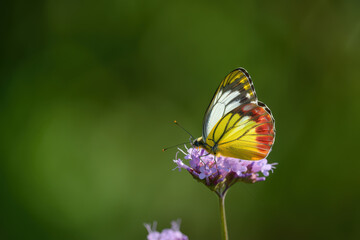 Naklejka premium Jezebel Butterfly Perched on Purple Verbena Flowers, Displaying its Striking Yellow, Red, and White Wings Against a Soft Green Background in a Natural Setting