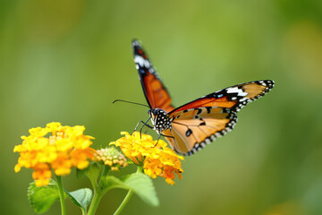 Obraz premium Monarch Butterfly Sipping Nectar from Yellow Lantana Flowers in a Lush Garden, Showcasing the Intricate Details and Vibrant Colors of Nature's Interconnected Ecosystem