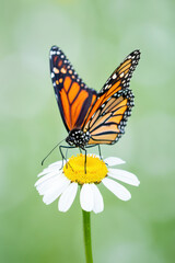 Fototapeta premium Monarch Butterfly Sipping Nectar from a White Daisy Flower in a Summer Garden A Close Up View of a Beautiful Insect on a Delicate Blossom in Natural Light