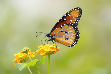 Fototapeta premium Monarch Butterfly Gracefully Perched on a Delicate Yellow Flower Sipping Nectar in a Serene Garden Setting A Captivating Glimpse into the World of Insects