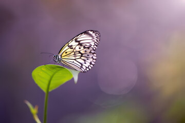 Obraz premium Elegant Paper Kite Butterfly Resting on a Lush Green Leaf, its Delicate Wings Displaying a Stunning Pattern of Black and White, Against a Softly Blurred Background