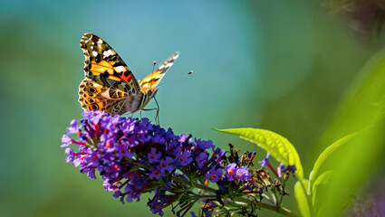 Fototapeta premium Painted Lady Butterfly Sipping Nectar from Purple Flowers in a Lush Green Setting, a Captivating Glimpse into the Delicate Balance of Nature