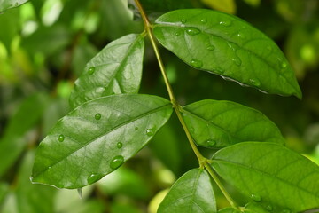 water drop on green leaf in the garden, natural background in springtime