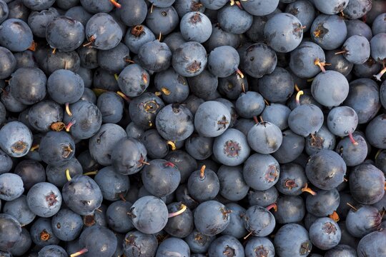 Blueberries, blueberries (Vaccinium myrtillus), Southern Iceland, Iceland
