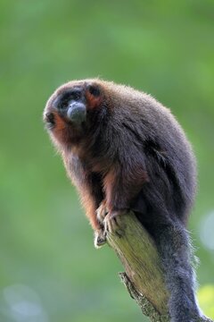 Red-bellied titi (Callicebus moloch), adult, captive, Brazil