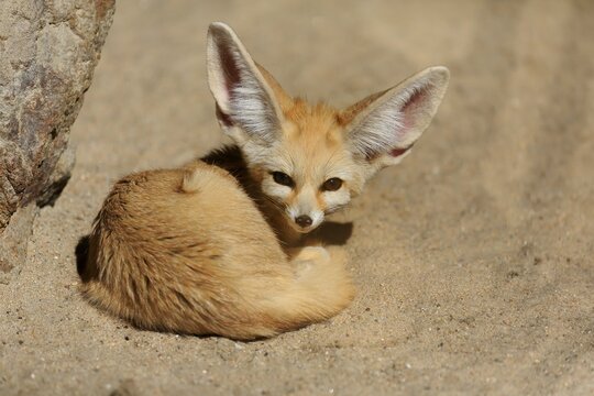 Fennek, fennec fox (Vulpes zerda), adult, captive, North Africa