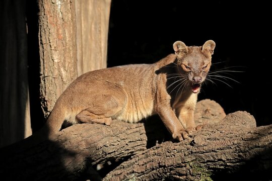 Fossa (Cryptoprocta ferox), ferret cat, adult, sitting, on tree trunk, yawning, captive, Madagascar