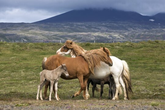 Icelandic horses (Equus islandicus), mares and colt foals stand on a paddock, Iceland