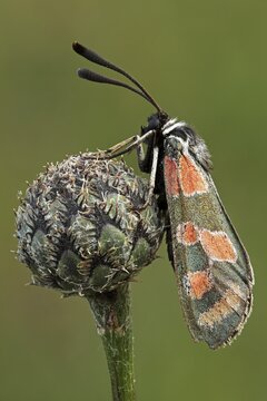 Zygaena carniolica (Zygaena carniolica) Krainer Widderchen, Bad Hersfeld, Hesse, Germany