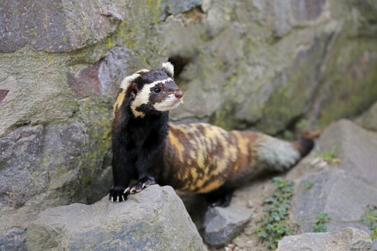 Marbled polecat (Vormela peregusna), adult, alert, on burrow, captive