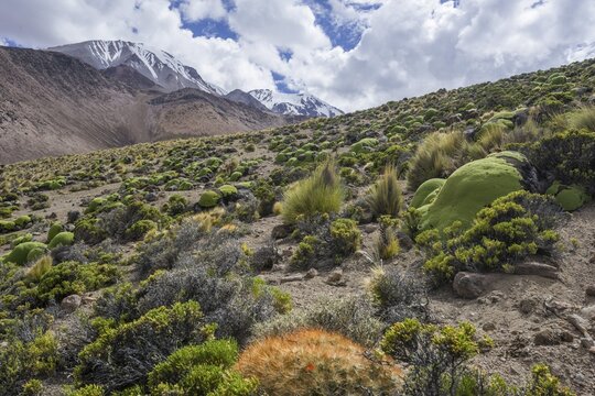 Maihueniopsis cacti (Maihueniopsis colorea) growing on the slopes of the Taapac&aacute; volcano, Putre, Arica and Parinacota Region, Chile