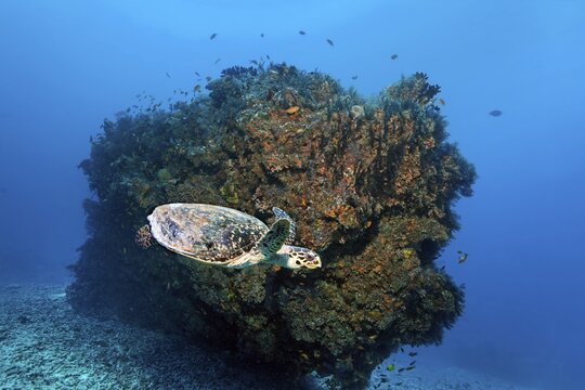 Loggerhead sea turtle (Caretta caretta) in front of coral block, Embudu channel, Indian Ocean, Tilla, South Male Atoll, Maldives