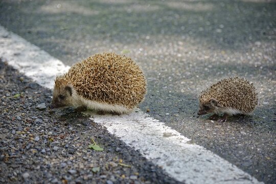 Northern white-breasted hedgehog (Erinaceus roumanicus) with baby hedgehog crossing a road, Spondigna, Prato Allo Stelvio, Trentino-Alto Adige, Italy
