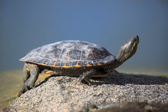 Red-eared slider (Trachemys scripta elegans), adult, ashore, on rocks, sunbathing, Mannheim, Germany