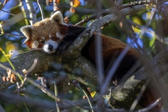Red panda (Ailurus), lying on a branch, captive, Baden-W&uuml;rttemberg, Germany