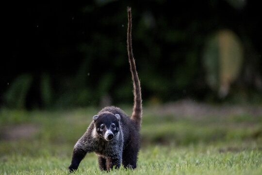 White-tailed coati (Nasua narica), adult, tail in the air, in a meadow, looking into the camera, Sirena, Corcovado National Park, Osa, Puntarena Province, Costa Rica
