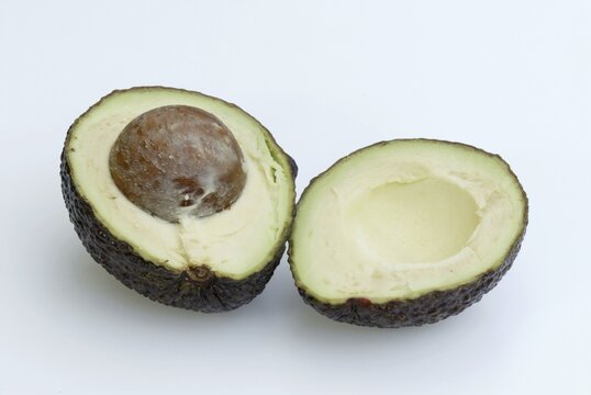 Avocado / (Persea americana)