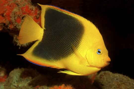 Rock beauty (Holacanthus tricolor), Caribbean Sea near Maria la Gorda, Pinar del R&iacute;o Province, Caribbean, Cuba